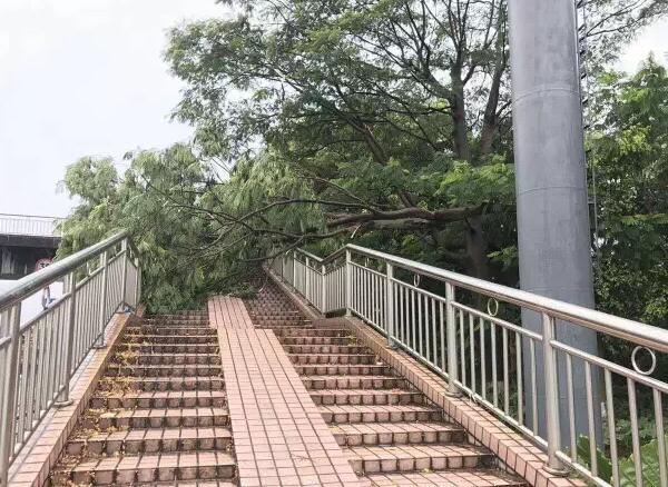 &ldquo;天鴿&rdquo;登陸了又怎樣，智彤印刷正常發放福利！